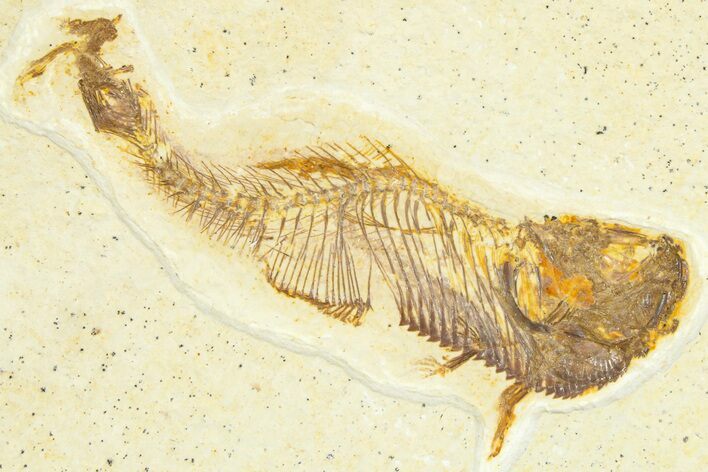 Bargain, Fossil Fish (Diplomystus) - Wyoming #367591